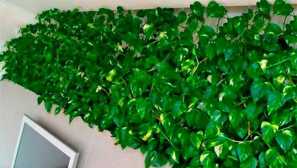 Kako raste zlati spynapsus